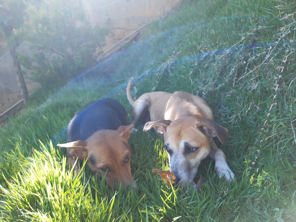 Duas cachorrinhas sobre a grama