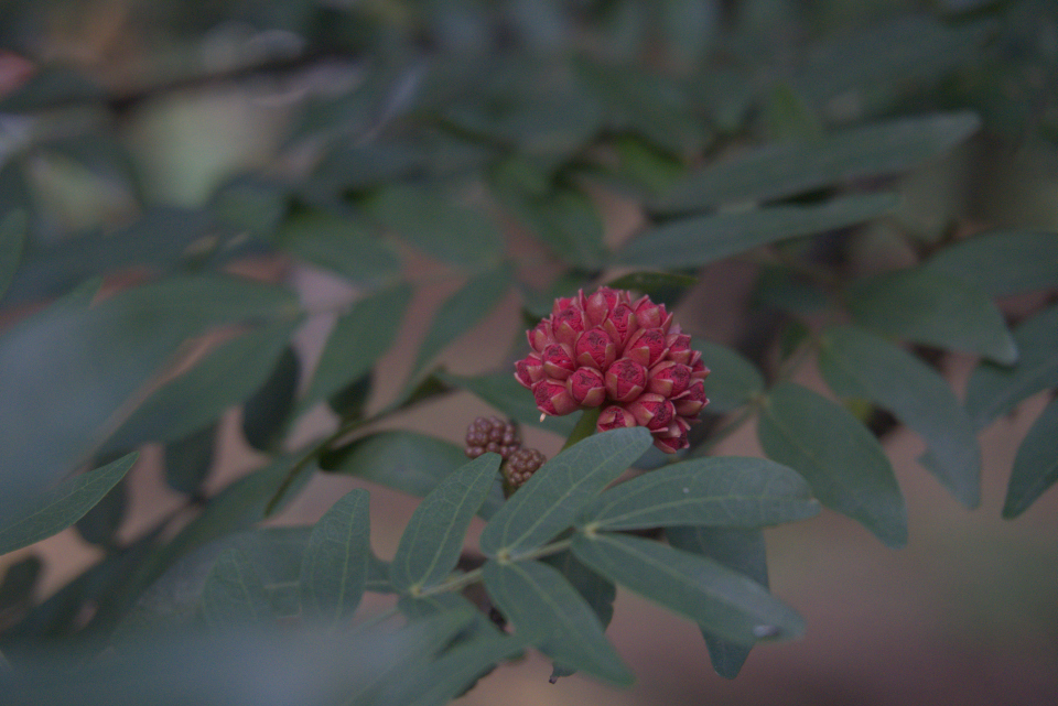 Flor e frutos