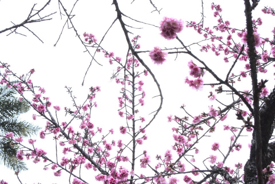 Flores de cejereira contra o céu claro.