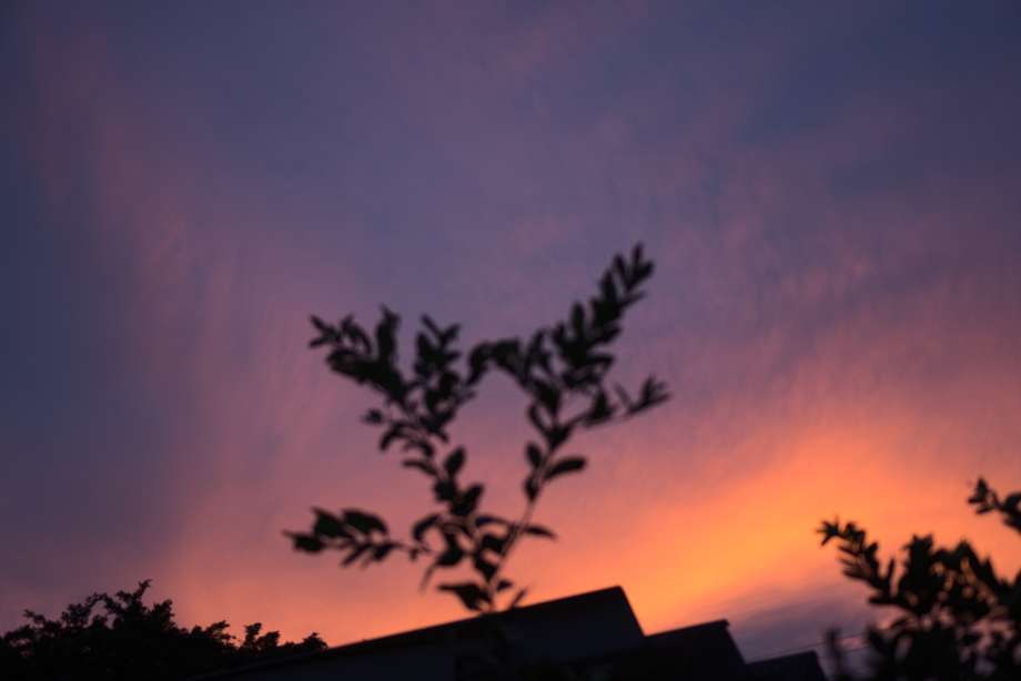 Céu com nuvens rosadas com uma árvore e telhados desfocados em primeiro plano.