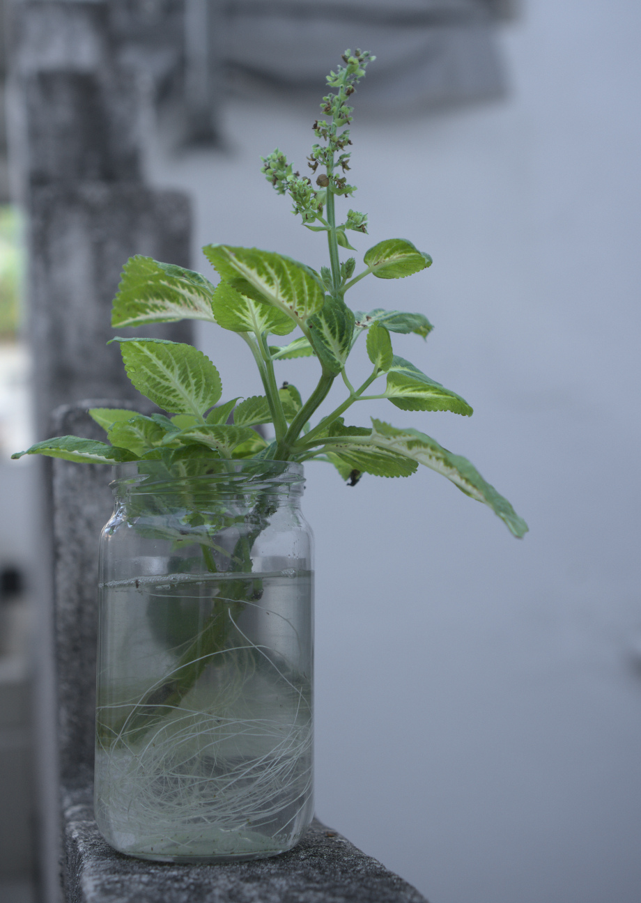 Planta enraizada em pote de vidro com água