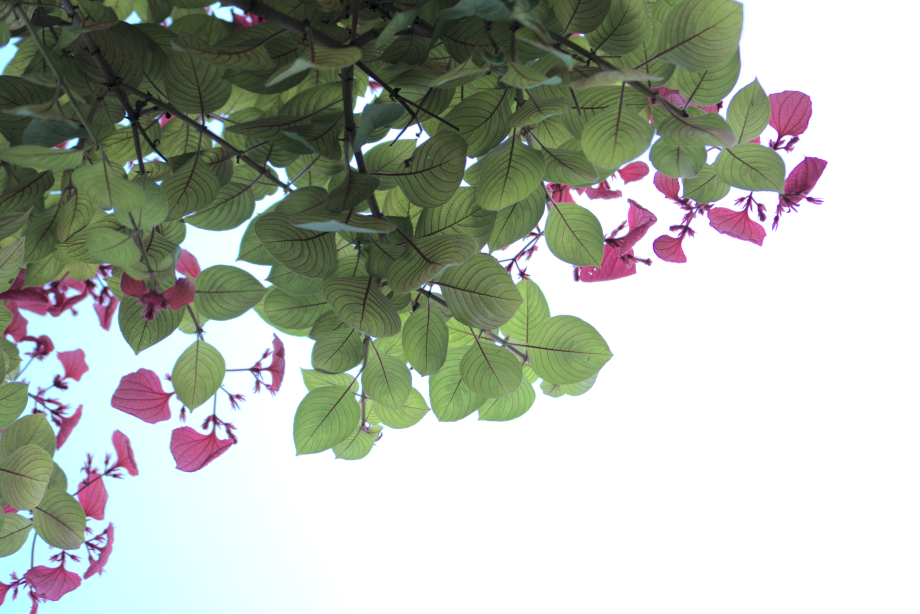 Folhas com céu sem núvens ao fundo.