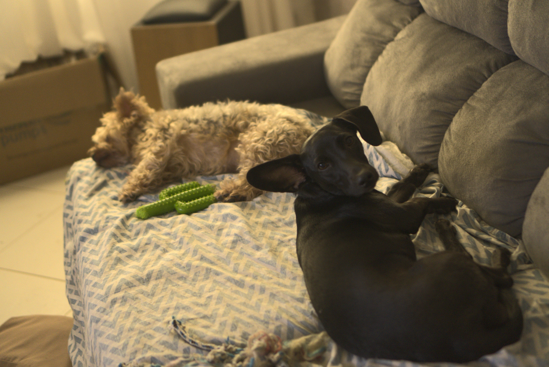 Cachorros sobre o sofá com brinquedo.