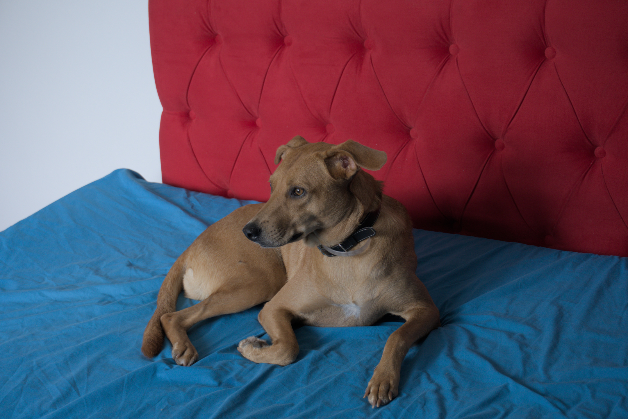 Cachorro de 3 pernas sobre cama de solteiro.