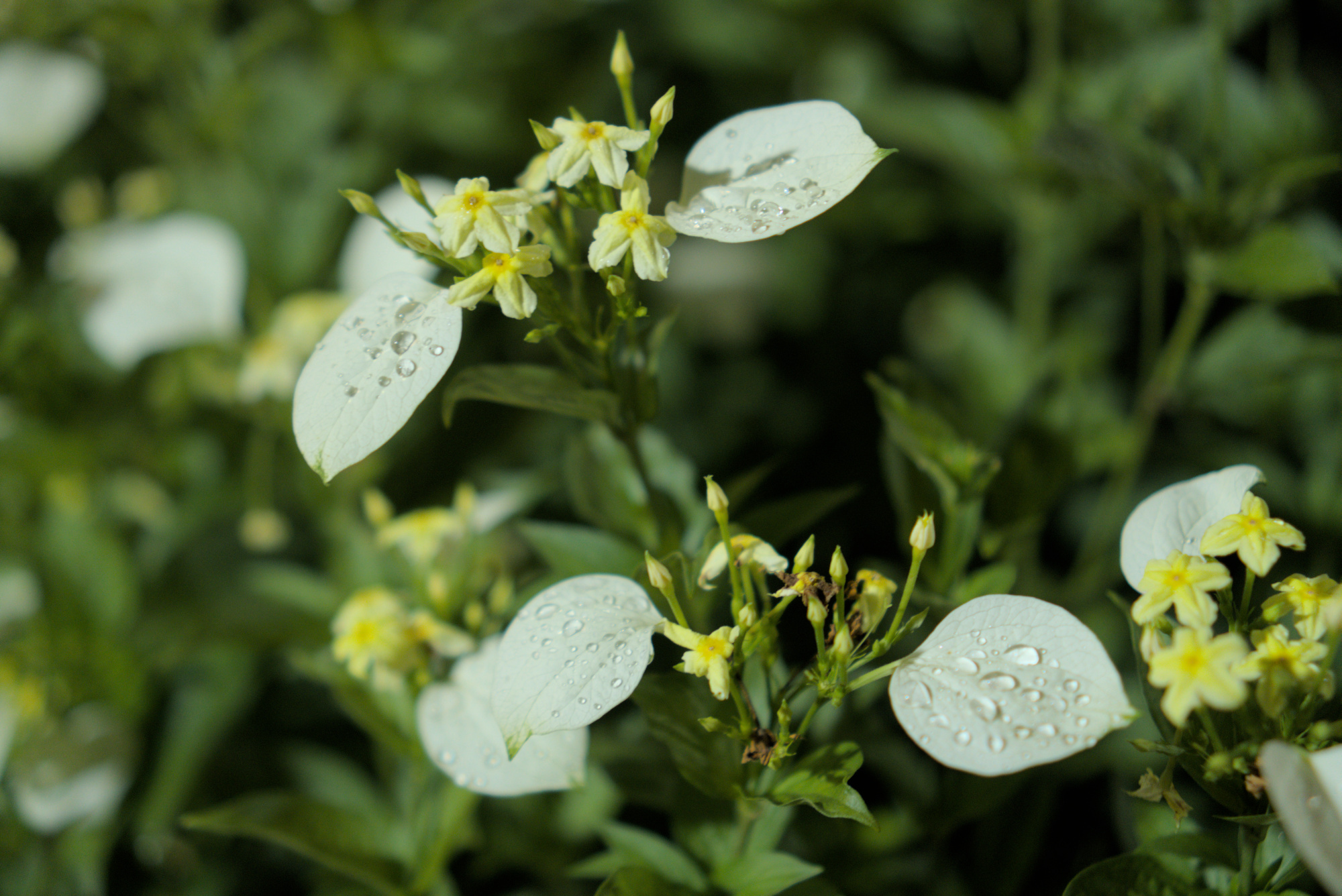 Pétalas brancas destacam e acompanham pequenas flores amarelas.