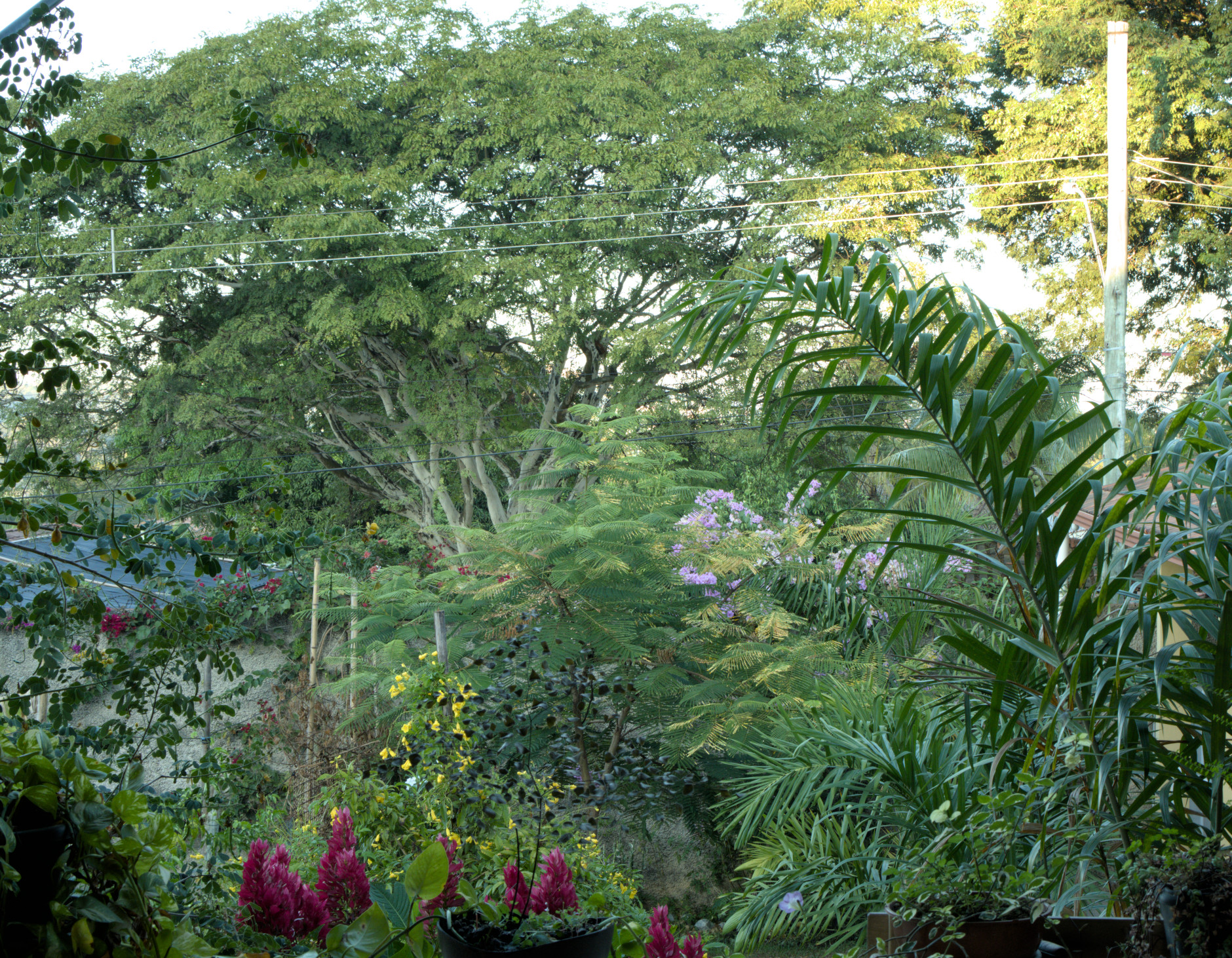 Diversas plantas verdejantes. Algumas flores. Uma árvore ao fundo.